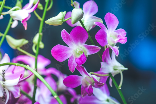 Purple orchids are blooming with buds.