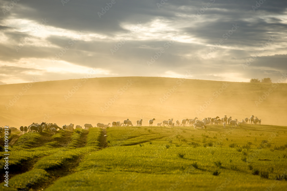 Mongolia flock