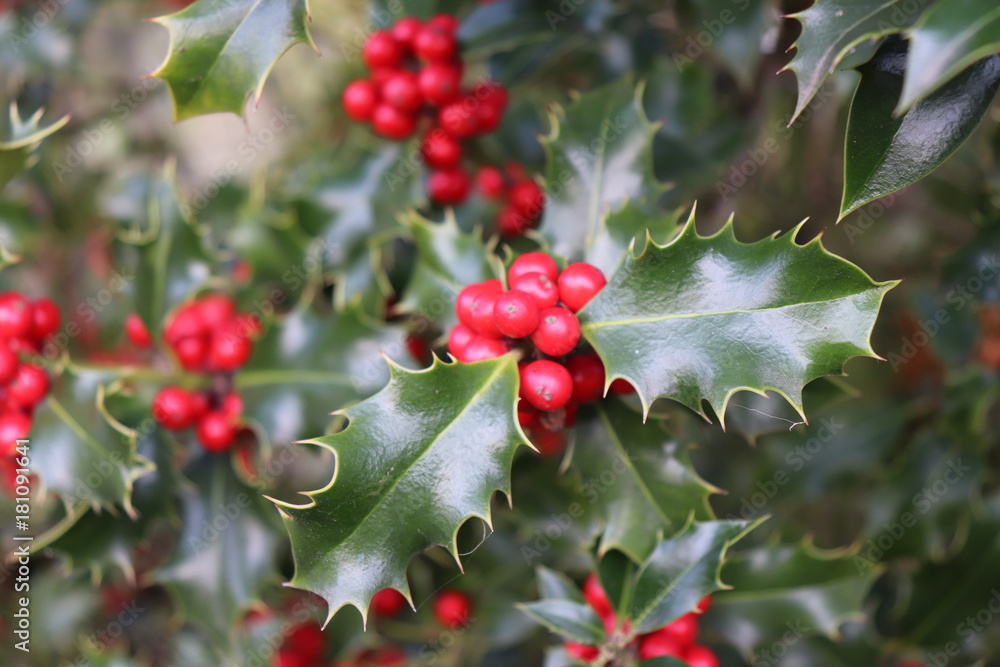 Fototapeta premium Ilex, or holly, It is a genus of small, evergreen trees with smooth, glabrous, or pubescent branchlets. The plants are generally slow-growing