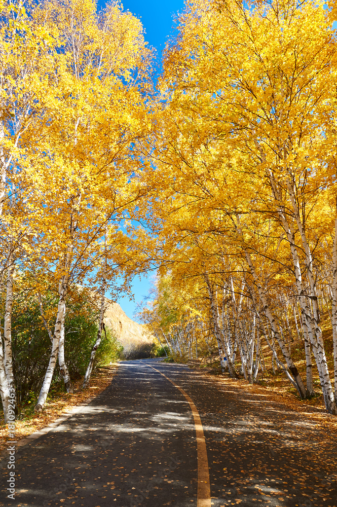 Fototapeta premium The golden color white birch scenic