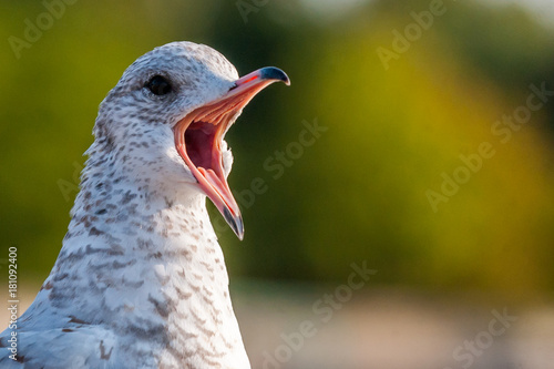 Seagull close up portrait © achpf
