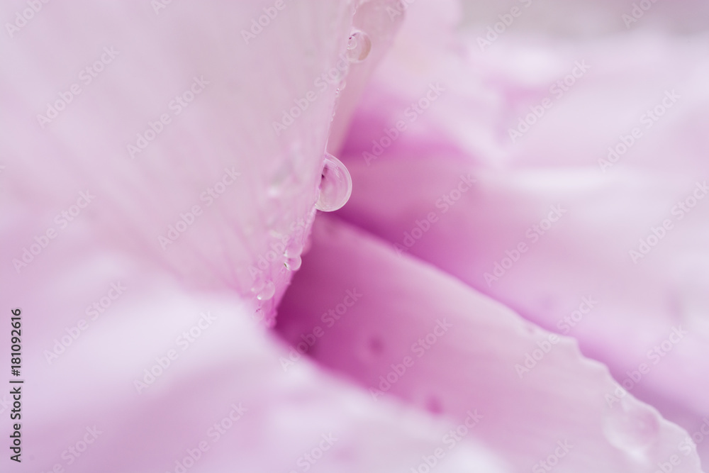 雨上がりのピンクの花びら