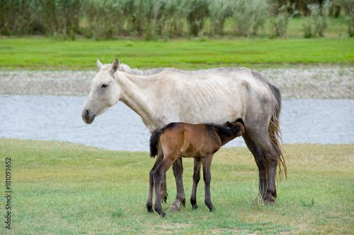 horse and foal © Alexander