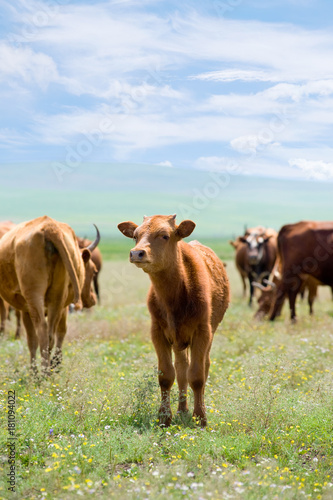 calf on summer meadow