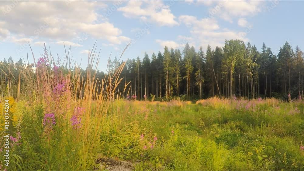 flowers in field and forest in summer flowers in field and forest in summer
