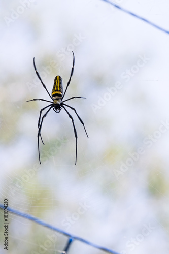 Giant Wood Spider, Golden Orb Web Spider on Web