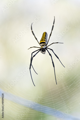 Close Up View of Giant Wood Spider, Golden Orb Web Spider on Web