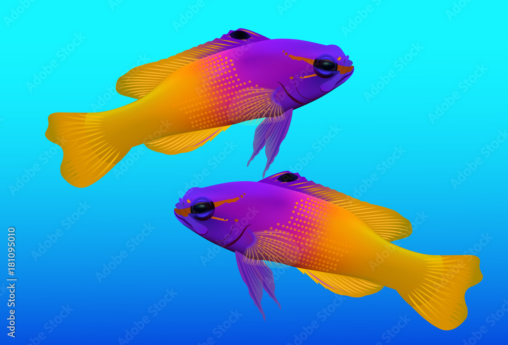 Fototapeta premium Dwukolorowy Dottyback (Pictichromis paccagnella), ryba