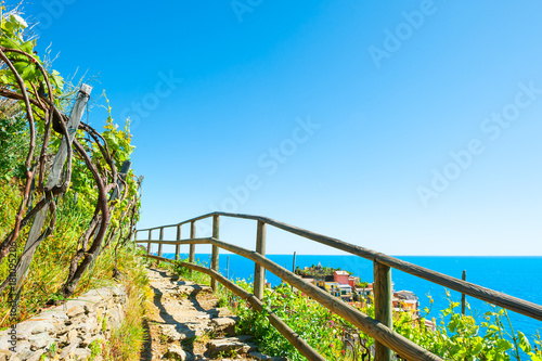 Pathway in vineyards, beautiful sea view.