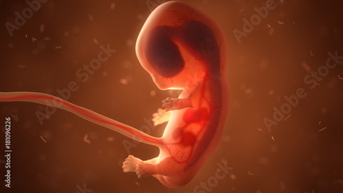 Canvas-taulu Human fetus with internal organs, 3d illustration