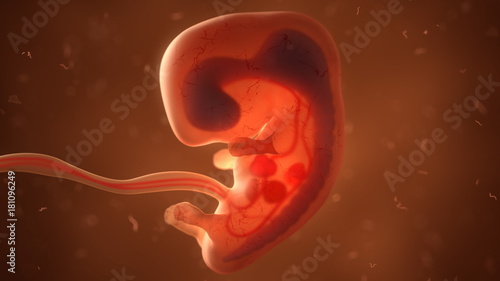 Human fetus with internal organs, 3d illustration photo