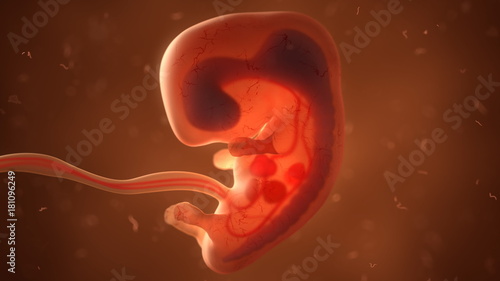 Schilderij op canvas Human fetus with internal organs, 3d illustration