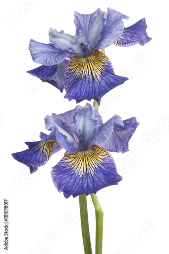 Fototapeta Naklejka Na Ścianę i Meble -  iris flower isolated