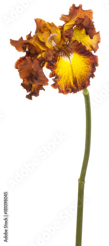 Fototapeta Naklejka Na Ścianę i Meble -  iris flower isolated