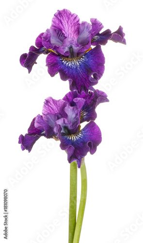 Fototapeta Naklejka Na Ścianę i Meble -  iris flower isolated