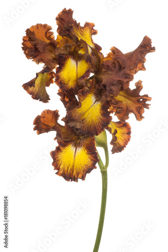 Fototapeta Naklejka Na Ścianę i Meble -  iris flower isolated