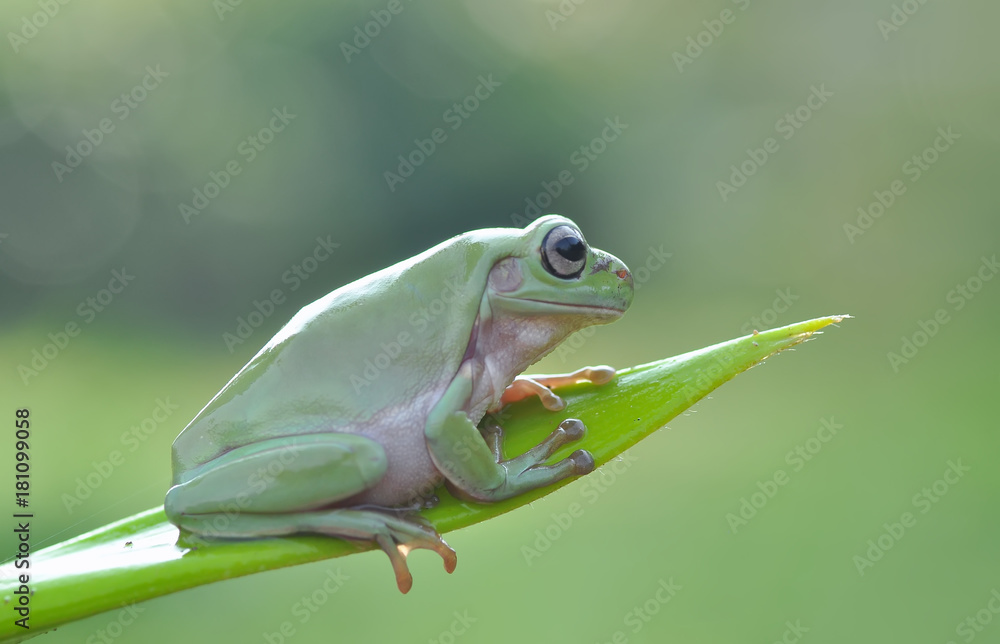 Naklejka premium Frog