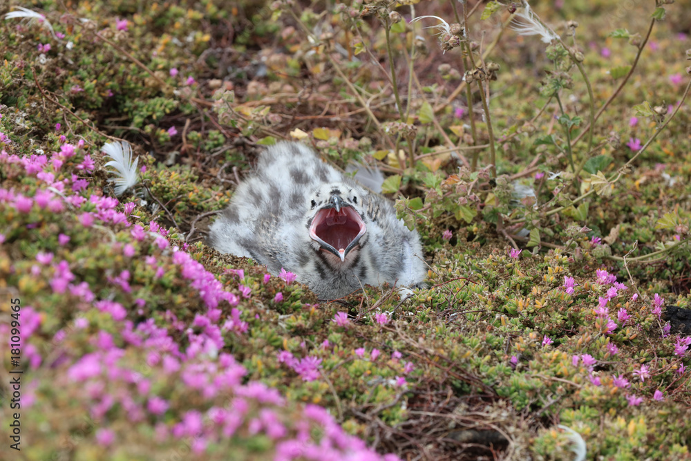 Western Gull Chick (Larus occidentalis) in California. USA Western Gull Chick (Larus occidentalis) in California. USA