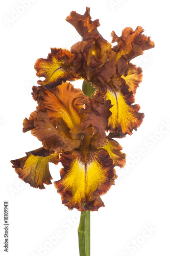 Fototapeta Naklejka Na Ścianę i Meble -  iris flower isolated