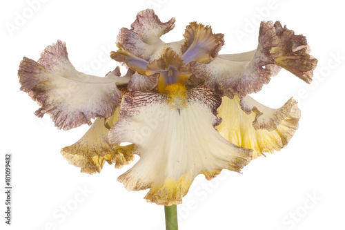Fototapeta Naklejka Na Ścianę i Meble -  iris flower isolated