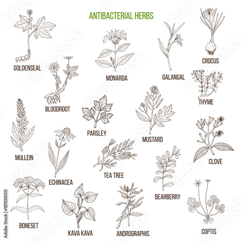 Best antibacterial herbs