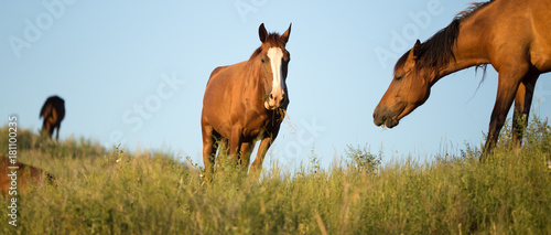 horses in the pasture at sunset