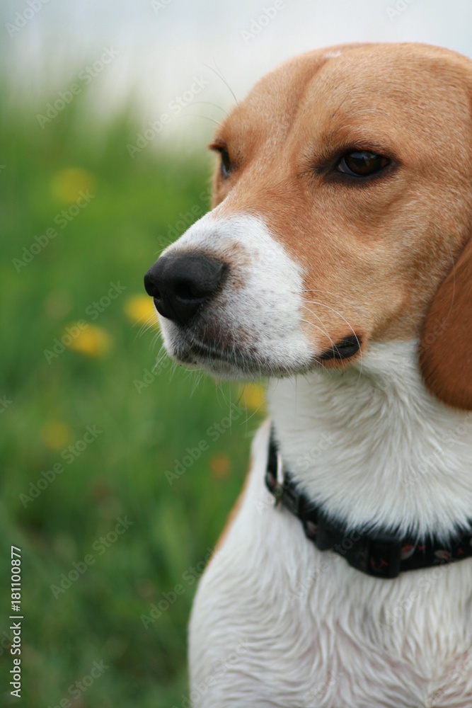 Portrait eines Beagle-Hundes auf einer Wiese mit Textfreiraum Portrait eines Beagle-Hundes auf einer Wiese mit Textfreiraum