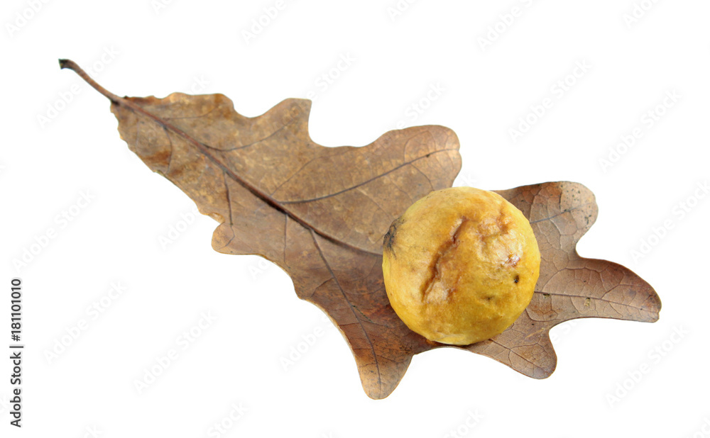 Naklejka premium Oak apple gall on dry oak leaf isolated on white background