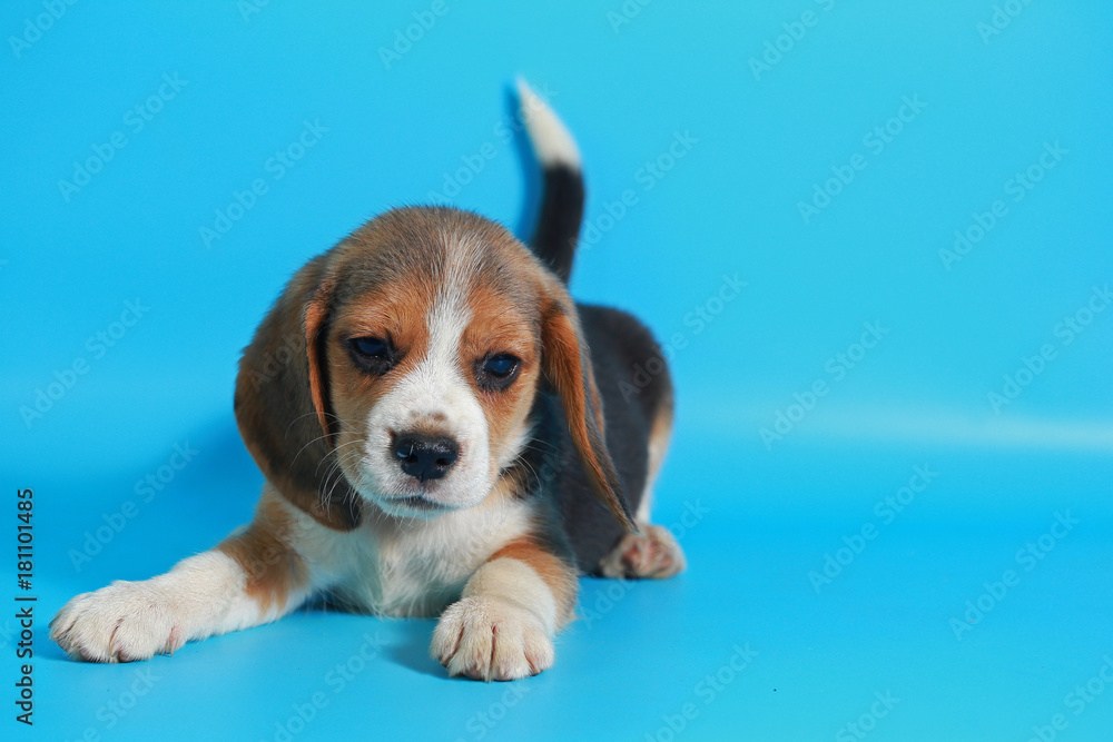 2 month pure breed beagle Puppy on light blue screen