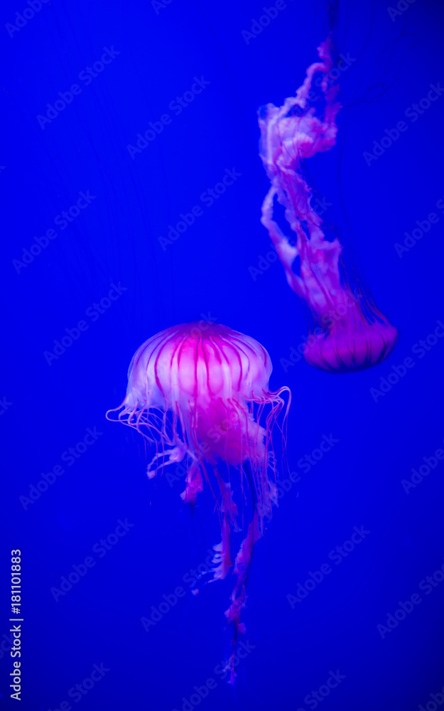 Jellyfish swimming in blu water Jellyfish swimming in blu water