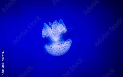 Jellyfish swimming in blu water