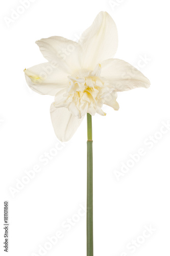 Fototapeta Naklejka Na Ścianę i Meble -  daffodil flower isolated