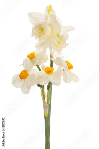 Fototapeta Naklejka Na Ścianę i Meble -  daffodil flower isolated