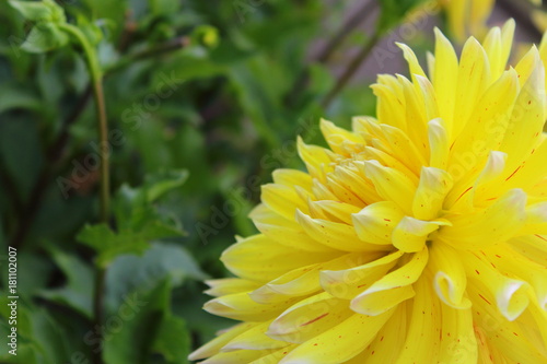 Fototapeta Naklejka Na Ścianę i Meble -  yellow dahlia flower akita yellow