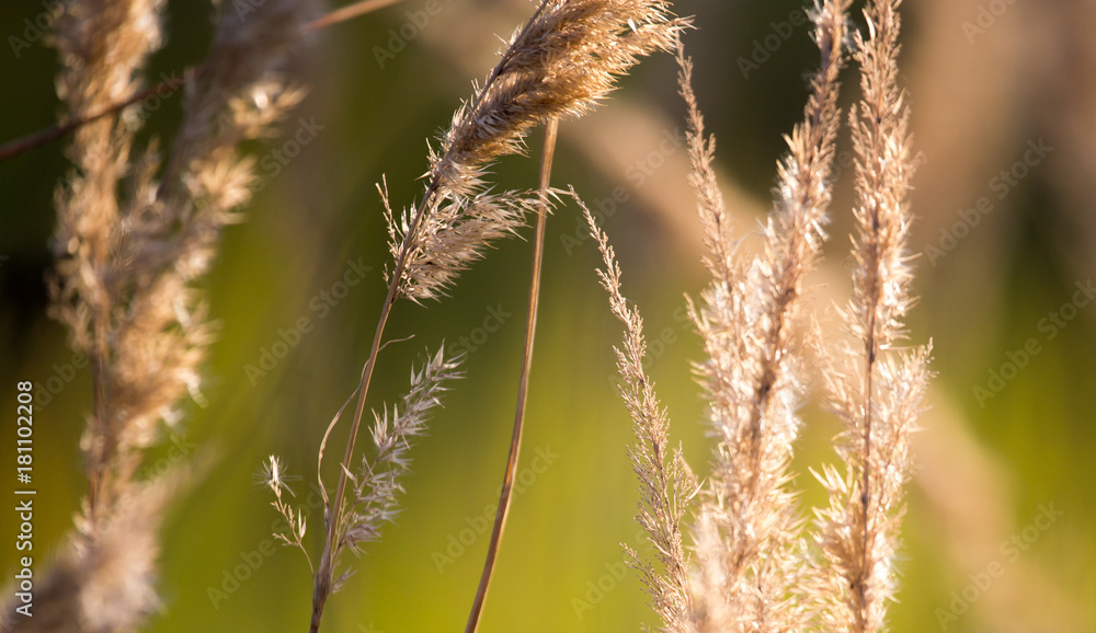 Spikes on dry grass in the autumn Spikes on dry grass in the autumn