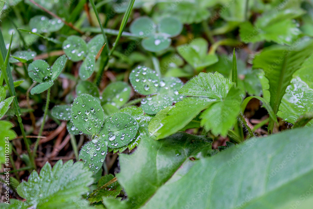 nice leaves with dew in the early morning, Tirol nice leaves with dew in the early morning, Tirol