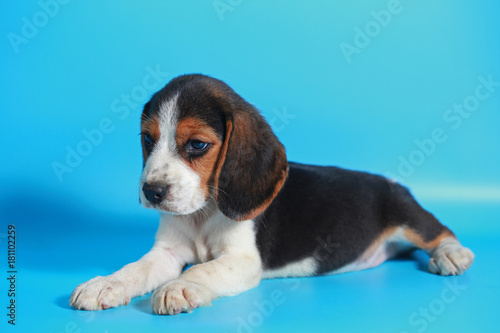 2 month pure breed beagle Puppy on light blue screen © Sigma s