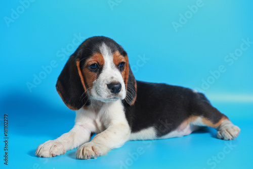 2 month pure breed beagle Puppy on light blue screen