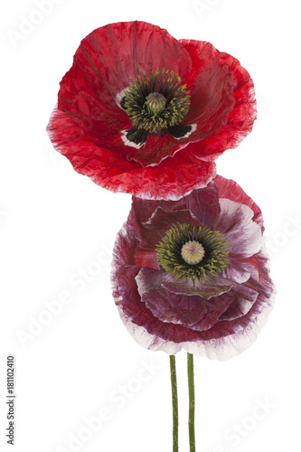 Fototapeta Naklejka Na Ścianę i Meble -  poppy flower isolated