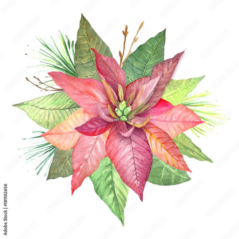 Christmas flowers Poinsettia. Watercolor drawing of flowers for design and textiles.