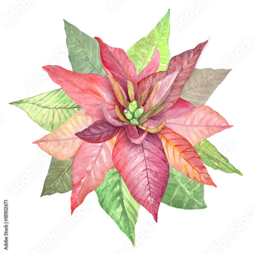 Christmas flowers Poinsettia. Watercolor drawing of flowers for design and textiles.