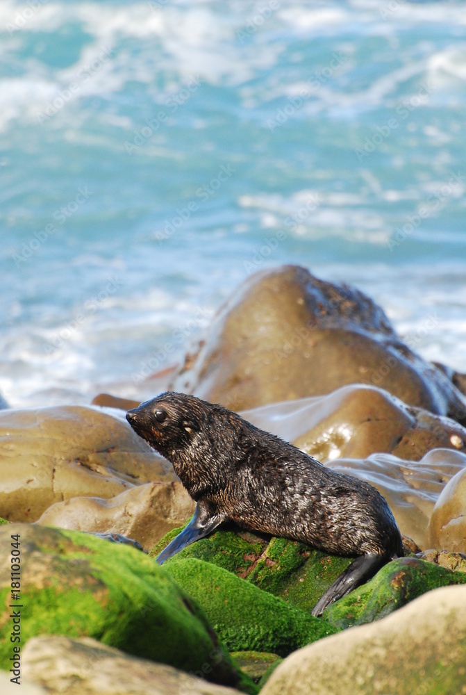 New Zealand Fur Seal, New Zealand New Zealand Fur Seal, New Zealand