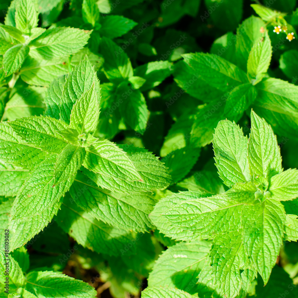 Close-up of fresh mint leaves, texture or background. Peppermint leaves Close-up of fresh mint leaves, texture or background. Peppermint leaves