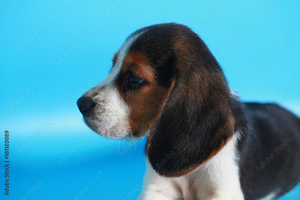 2 month pure breed beagle Puppy on light blue screen
2 month pure breed beagle Puppy on light blue screen
