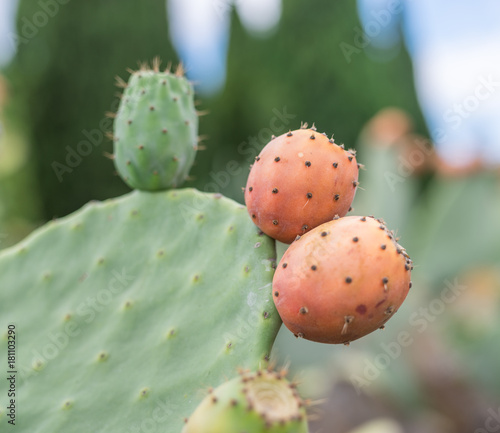 Prickly pear or opuntia plant close -up.