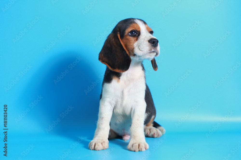 2 month pure breed beagle Puppy on light blue screen
