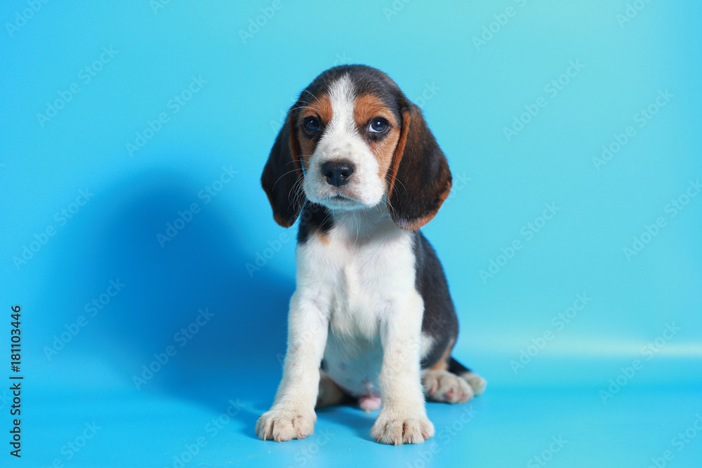 2 month pure breed beagle Puppy on light blue screen
