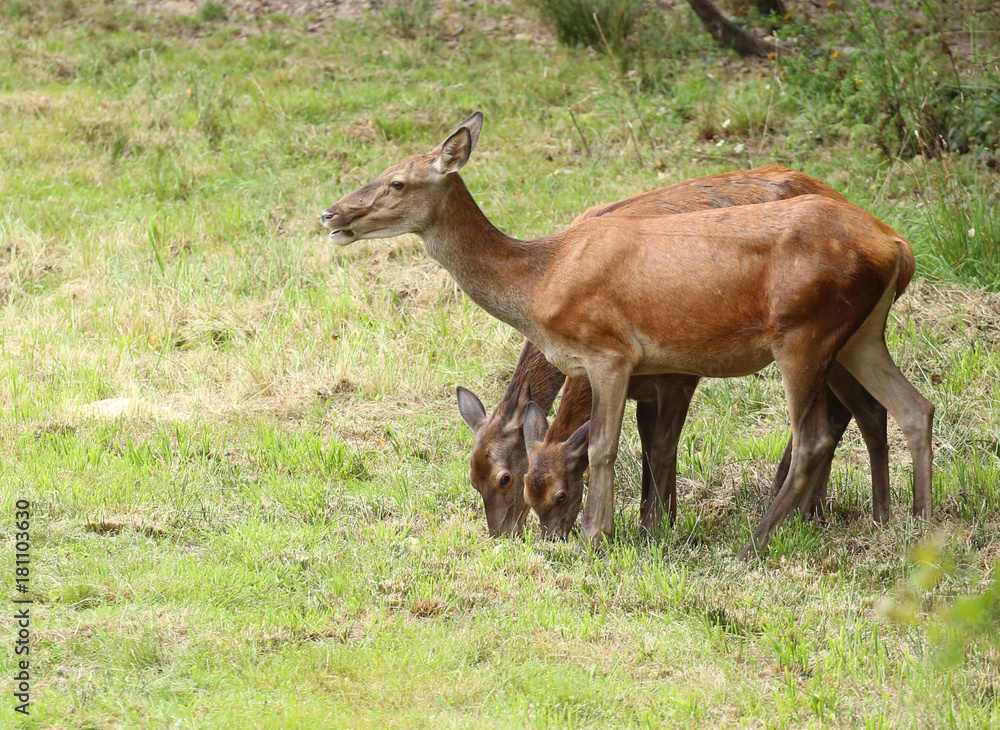 Fototapeta premium Biches.