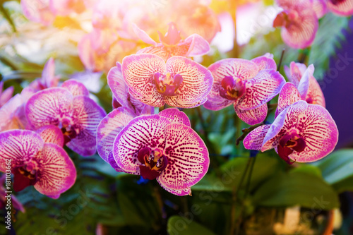 Fototapeta Naklejka Na Ścianę i Meble -  blooming orchid at sunlight