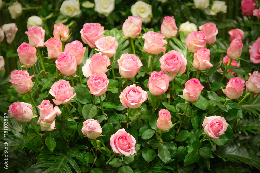 Background image of pink roses Background image of pink roses